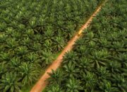 Paml Institute Academic Minta Kapolri Perintahkan Jajaran Polda Riau Tindak Mafia Tanah di Kecamatan Pasir Limau Kapas