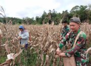 Satgas Pamtas Yonif 645/Gardatama Yudha Panen Jagung Bersama Masyarakat Perbatasan