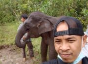 Tengku Marlin: Negara  Harus Hadir dan Jangan Kalah Dengan Mafia Perambah Hutan di TNTN Pelalawan