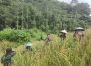 Wujudkan Kebersamaan, Personel Satgas Pamtas RI-MLY Yonarmed 19/105 Trk Bogani Bantu Masyarakat Perbatasan Panen Padi