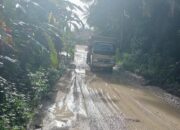 PT Serikat Putra Wajib Bertanggung Jawab Atas Hancurnya Jalan di Desa Sialang Godang.