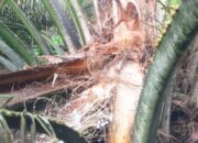 Tiga Ekor Gajah Liar Kembali Merusak Kebun Sawit Warga Desa Betung.