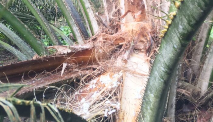 Tiga Ekor Gajah Liar Kembali Merusak Kebun Sawit Warga Desa Betung.