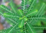 Meluruhkan Batu Ginjal dan Menurunkan Gula Darah, Ini Manfaat Meniran untuk Kesehatan