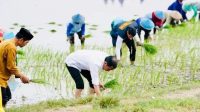Tanam Padi Bersama Petani di Tuban, Presiden Apresiasi Penggunaan Pupuk Organik