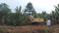 Pembersihan Areal HGU No.94 PTPN 2 Kebun Limau Mungkur Berlangsung Kondusif