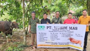 Menjelang Hari Raya Idul Adha 1444-H PT MM Salurkan Hewan Qurban