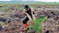 Lahan Sawit Ilegal di Kawasan Hutan akan Diputihkan, Sawit Watch: Harusnya Dipidana