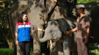 Penghargaan Green World Environment Award, Bukti Sinergi PHR Jaga Ekosistem Gajah