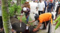 Polres Inhu Potong dan Bagikan Daging 10 Ekor Sapi Qurban 