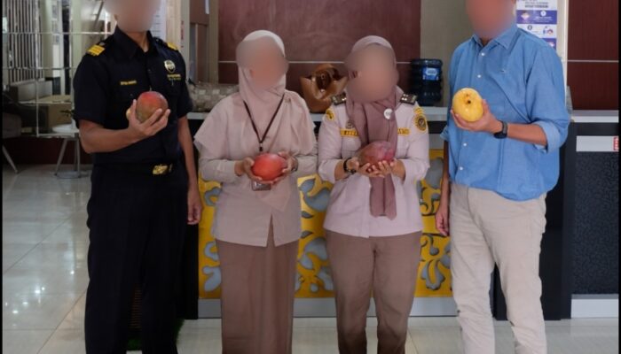 Bea Cukai Inhil Berhasil Gagalkan Upaya Pemasukan Mangga Ilegal Sebanyak 15 Ton