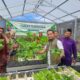 EMP Gandewa Bersama Ibu-ibu Puskesmas Rantau Bais Panen Sayur Hidroponik Kelompok Tunas Gandewa