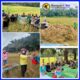 Suasana Penuh Semangat Warnai Panen Raya Padi Ketahanan Pangan di Desa Medan Baru, Tabir Ulu 