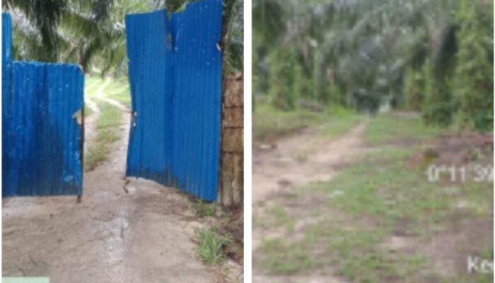 Oknum Anggota DPRD Kabupaten Pelalawan, Diduga Kuasai dan Kelola Lahan Dalam Kawasan HPK PT Arara Abadi