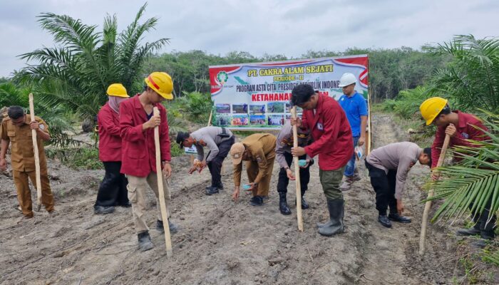 Dukung Program Asta Cita Presiden RI, PT CAS Tanam Jagung Pipil Periode II 