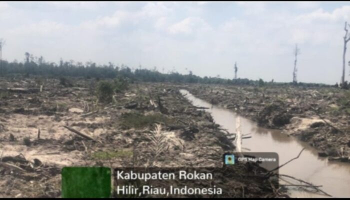 Laporan Dugaan Perambah Hutan Ditindaklanjuti, LSM KPH-PL Apresiasi Kapolres Rohil