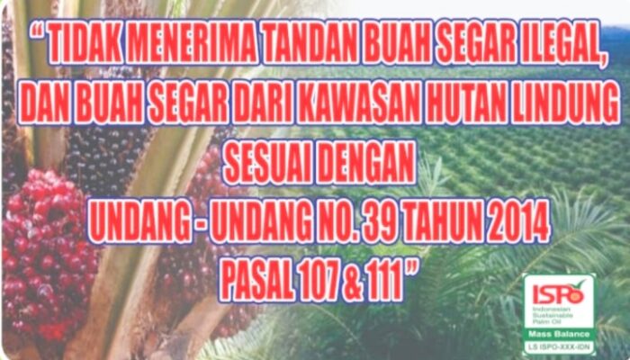 PT Makmur Andalan Sawit dengan Tegas Tidak Menerima TBS dari Kawasan Hutan dan Buah Curian