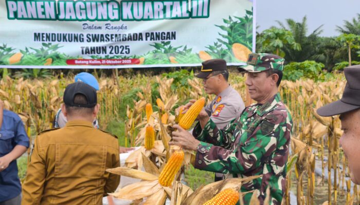 Dukung Swasembada Pangan, PT Musim Mas Panen Jagung Bersama dengan Kelompok Tani dan Upika Pangkalan Kuras