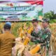 Dukung Swasembada Pangan, PT Musim Mas Panen Jagung Bersama dengan Kelompok Tani dan Upika Pangkalan Kuras