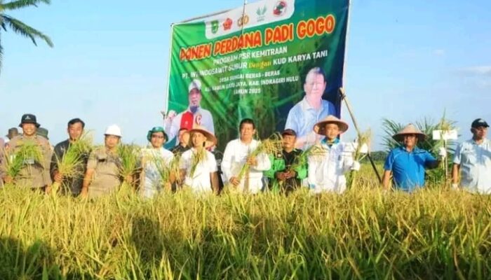 ‎Panen Perdana Padi Gogo Program PSR, Wabup Inhu Hendrizal : Program Ini Jangan Berhenti Disini !