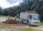 Curi TBS dan Lakukan Pengrusakan, Inisial HB dkk Dilaporkan ke Polisi