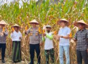 Sukseskan Program Pemerintah, Polres Inhu Panen Jagung Pipil Bersama Pesantren