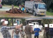 Meskipun Sudah Dipolisikan, HM Dkk Tetap Lakukan Aksi Pencurian di Kebun Negara