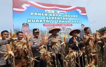 Panen Jagung Bersama PT PAS, Kapolres Inhu: Kekuatan Swasembada Pangan Negara Berasal dari Desa