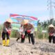 Penanaman Jagung Serentak Kuartal I, Polres Rohil Bersama Jajaran Tanam di Lahan ±118,65 Hektare