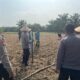 Penanaman Jagung Pipil Serentak Kuartal I, Polres Inhu Bersama Mitra di Tujuh Lokasi