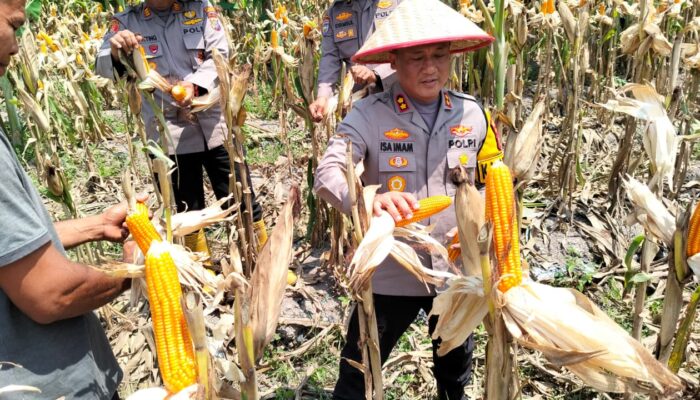 Kapolres Rohil Pimpin Panen Raya Jagung, Dukung Ketahanan Pangan Nasional