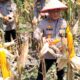 Kapolres Rohil Pimpin Panen Raya Jagung, Dukung Ketahanan Pangan Nasional