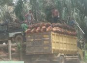 Diduga Lakukan Penjarahan TBS, Batin Gunduk Cs Dilaporkan PT Agrinas Palma Nusantara ke Polres Inhu