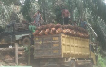 Diduga Lakukan Penjarahan TBS, Batin Gunduk Cs Dilaporkan PT Agrinas Palma Nusantara ke Polres Inhu