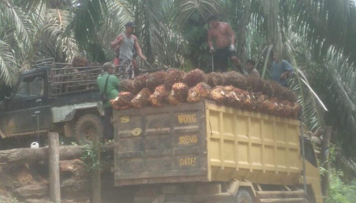 Diduga Lakukan Penjarahan TBS, Batin Gunduk Cs Dilaporkan PT Agrinas Palma Nusantara ke Polres Inhu