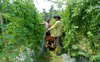 Polisi Cinta Petani, Bhabinkamtibmas Jajaran Polres Inhu Rutin Ajak Sukseskan Ketahanan Pangan