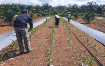 Polisi di Batang Cenaku Aktif Dampingi Petani, Personel Turun Langsung Bantu Pemupukan Jagung