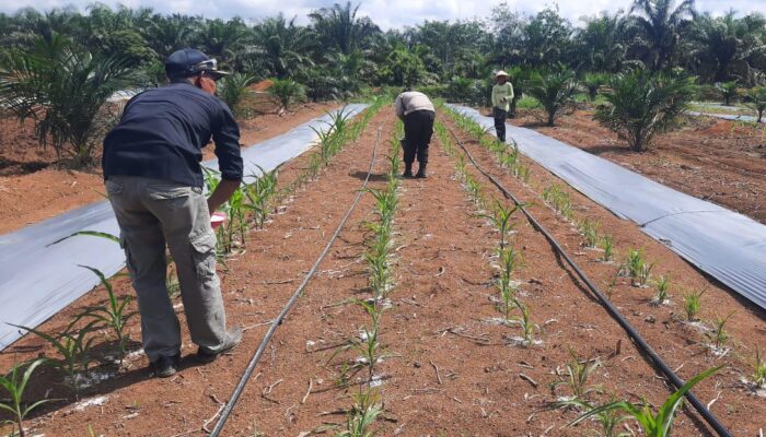 Polisi di Batang Cenaku Aktif Dampingi Petani, Personel Turun Langsung Bantu Pemupukan Jagung