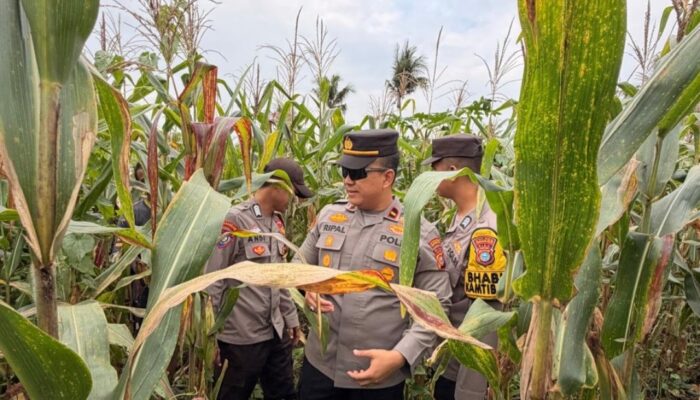 Dukung Ketahanan Pangan, Bhabinkamtibmas Polsek Tembilahan Cek Kebun Jagung