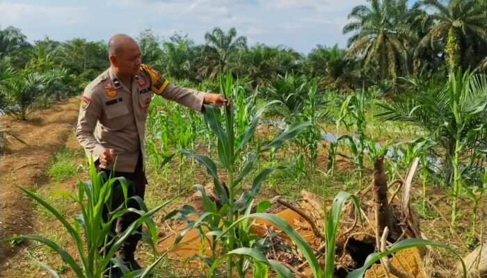 Polsek Batang Cenaku Dampingi Petani Aur Cina Pantau Perkembangan Jagung Pipil