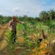 Polsek Batang Cenaku Dampingi Petani Aur Cina Pantau Perkembangan Jagung Pipil