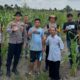 Kapolsek Tembilahan Aktif Cek Perkembangan Kebun Jagung