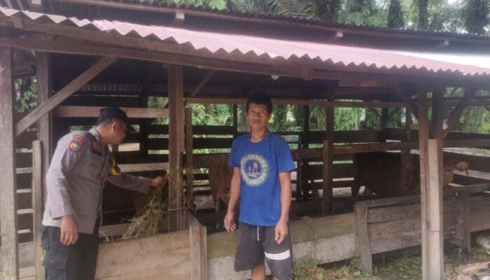 Polsek Kelayang Pantau Peternak, Swasembada Daging Jadi Prioritas