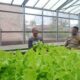 Polri Cinta Petani, Polresta Pekanbaru Melalui Polsek Limapuluh Turun Langsung Cek Kebun Sayur Organik Warga