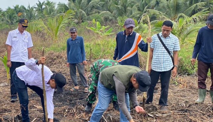 Polsek Kuindra Turun ke Lahan, Jagung Desa Teluk Dalam Jadi Simbol Semangat Swasembada Pangan