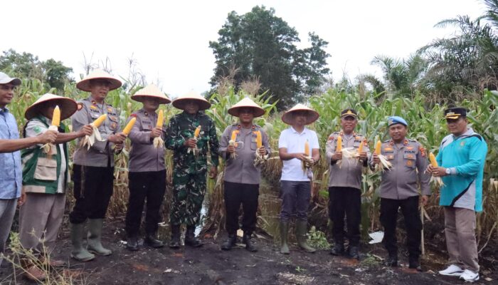 Polres Rohil Gelar Panen Raya Jagung Serentak Dukung Program Ketahanan Pangan Nasional