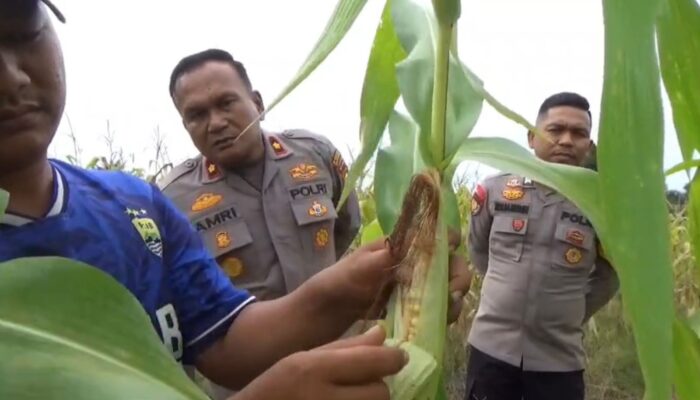 Kapolsek Rengat Barat Awasi Perkembangan Jagung Pipil di Talang Jerinjing