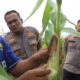 Kapolsek Rengat Barat Awasi Perkembangan Jagung Pipil di Talang Jerinjing