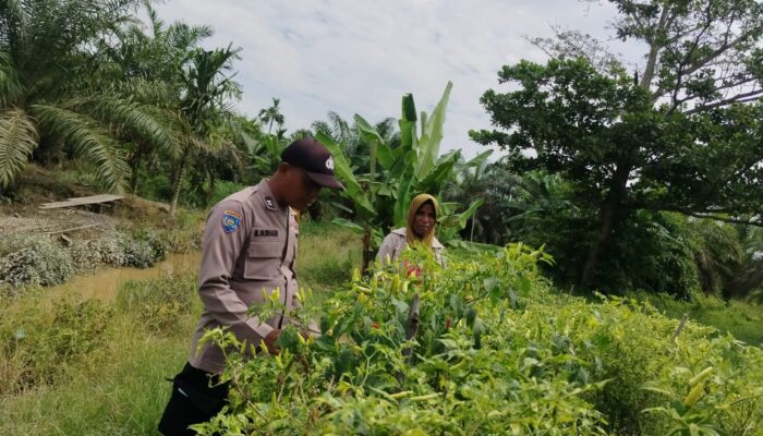Polres Inhu Sambangi Petani Timun dan Cabe, Dukung Swasembada Pangan