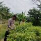 Polres Inhu Sambangi Petani Timun dan Cabe, Dukung Swasembada Pangan